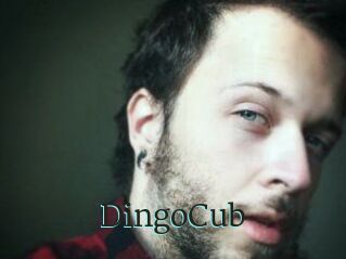 DingoCub