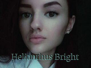 Helianthus_Bright