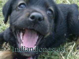 Indianajonestest